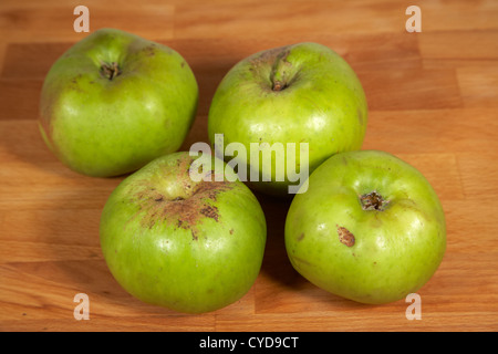 four bramley cooking apples laid out on a wooden chopping board Stock Photo