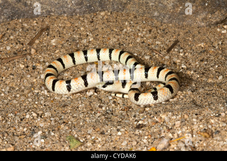 Western Shovel-nosed Snake Chionactis occipitalis Anza-Borrego Desert State Park, California, United States 12 May Adult Stock Photo