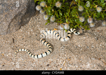 Western Shovel-nosed Snake Chionactis occipitalis Anza-Borrego Desert State Park, California, United States 12 May Adult Stock Photo