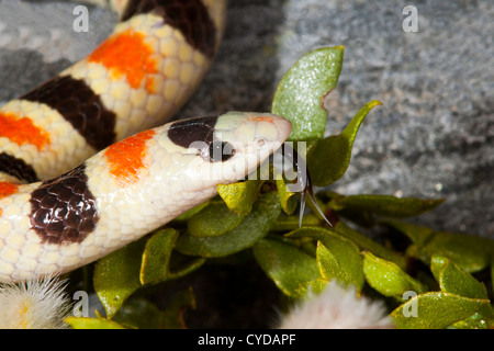 Western Shovel-nosed Snake Chionactis occipitalis Anza-Borrego Desert State Park, California, United States 12 May Adult Stock Photo