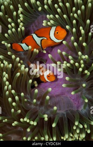 A pair of false percula clownfish (Amphiprion ocellaris) inside of an exceptionally colored host anemone (Heteractis magnifica) Stock Photo
