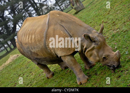 White South African Rhinoceros at Whipsnade zoo grazes in field Stock Photo