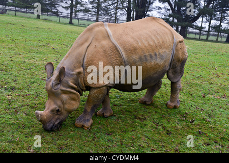 White South African Rhinoceros at Whipsnade zoo grazes in field Stock Photo