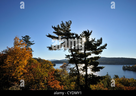 White pines overlooking Charlton Lake, Willisville, Ontario, Canada Stock Photo