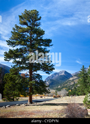 A large Pine Tree in Rocky Mountain National Park with the peaks in the distance. Colorado Stock Photo