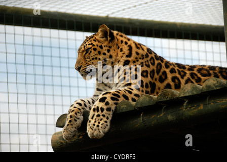 Close up of adult female Amur Leopard looking towards the left of the shot Stock Photo