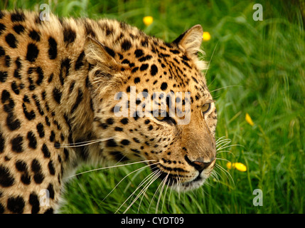 Close up Amur Leopard prowling Stock Photo