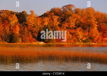 Reedbeds on Lake Mindemoya at sunrise, Manitoulin Is. Mindemoya ...