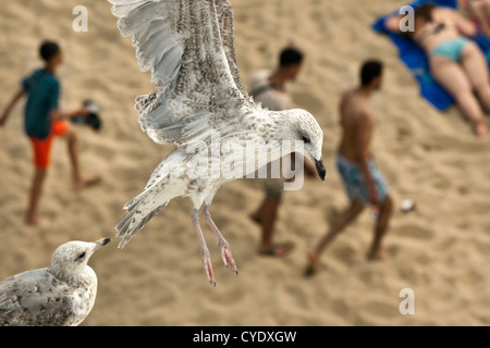The Netherlands, Scheveningen, near The Hague or in Dutch: Den Haag. Seagulls flying over people on the beach. Aerial Stock Photo