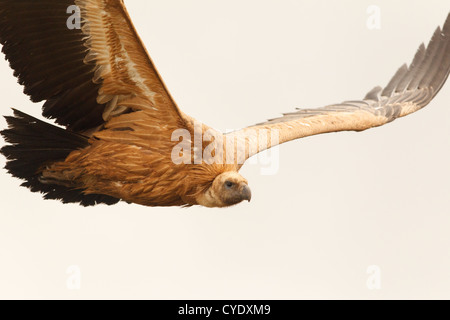 Griffon Vulture - Buitre Leonado - Gyps fulvus, flying made from hide in Lleras, Tremp, Lleida, Catalonia, Spain Stock Photo