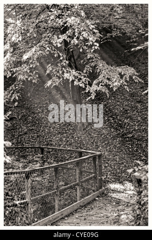 Monochromatic photo of rays of sunshine beam through a forest canopy onto the leaf strewn ground creating an air of mystery. Stock Photo