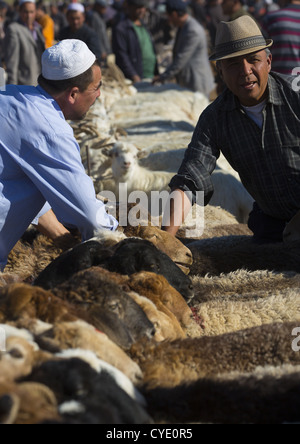 Uyghur Men Checking Cattle In Kashgar Animal Market, Xinjiang Uyghur Autonomous Region, China Stock Photo