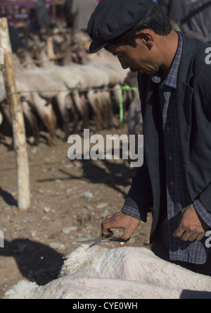 Uyghur Man Shearing Sheep In Kashgar Animal Market, Xinjiang Uyghur Autonomous Region, China Stock Photo