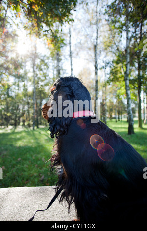 Cocker Spaniel on the leash looking far away Stock Photo