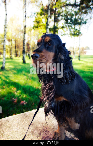 Black and tan English Cocker Spaniel uplifting its paw Stock Photo