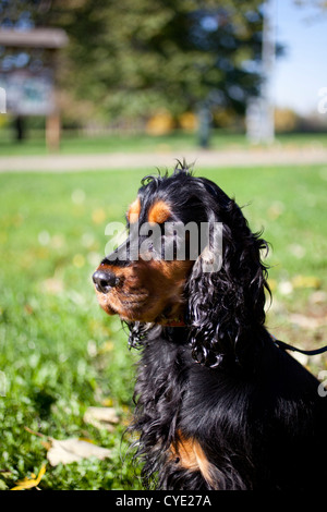 Black and tan English Cocker Spaniel dog outdoor Stock Photo