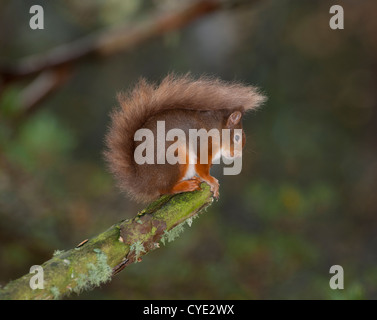 Red Squirrel, Sciurus vulgaris in the Scots Pinewoods of Strathspey. Scotland.  SCO 4748 Stock Photo