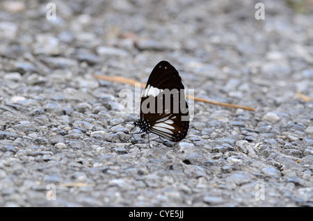 Magpie Crow Butterfly [Euploea radamanthus] Stock Photo - Alamy