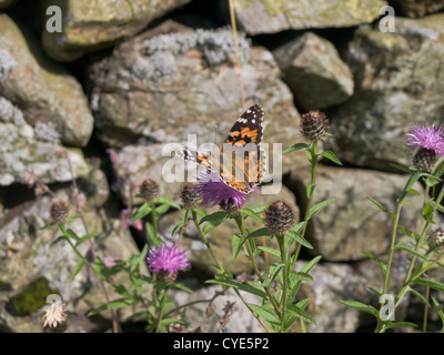 Painted Lady butterfly ( Vanessa cardui ) feeding on thistle in front of stone fence, photographed in Lake district England Stock Photo