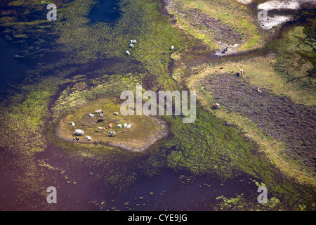 The Netherlands, Dwingeloo, Heath land called: Dwingelderveld. Cows ruminating on island in shallow  pool. Aerial. Stock Photo