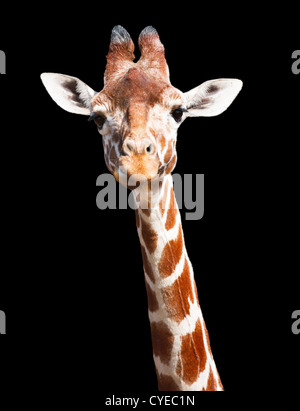 Giraffe head and neck isolated against a black background with clipping path Stock Photo