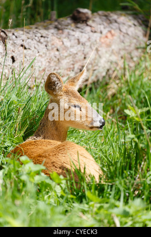 Chinese water deer (Hydropotes inermis inermis) sits in grass in a nature park Stock Photo