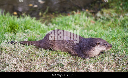 European Otter , Lutra on river Stock Photo