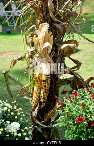 Autumn Scene with Indian Corn Stock Photo
