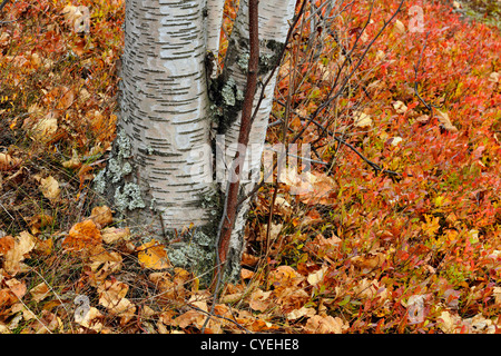 Birch tree trunk and autumn blueberry shrubs, Greater Sudbury, Ontario, Canada Stock Photo