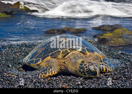 Green Sea Turtle at Punaluu Beach, Big Island, Hawaii Stock Photo