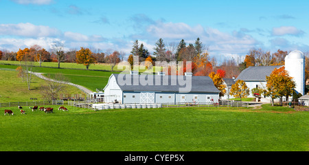 Traditional New England farm with cows Stock Photo