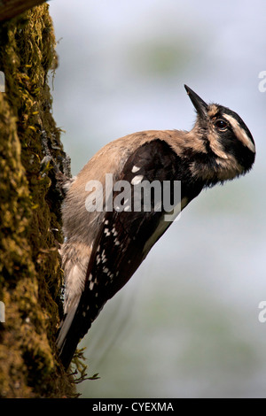 Downy Woodpecker (Picoides pubescens) female perched on side of trunk &  feeding at Buttertubs Marsh, Nanaimo, BC,Canada in May Stock Photo