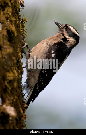 Downy Woodpecker (Picoides pubescens) female perched on side of trunk &  feeding at Buttertubs Marsh, Nanaimo, BC,Canada in May Stock Photo