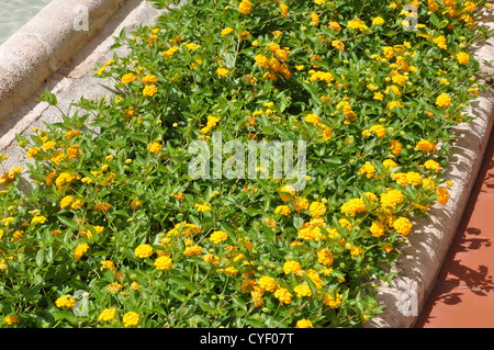 Fowers in the spa town of Montecatini Terme Italy Stock Photo