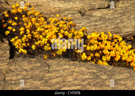 Spring flower display of Ursinia cakilefolia in Nababeep, Namaqualand, South Africa Stock Photo