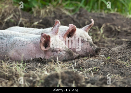 The Netherlands, Kortenhoef, Piglets sleeping. Stock Photo