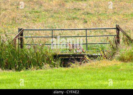 The Netherlands, 's-Graveland, Rural estate called Spanderswoud. Young red fox. Stock Photo