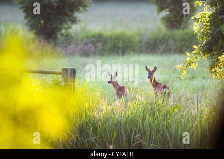 The Netherlands, 's-Graveland, Couple of roe in the rural estate area called Spanderswoud. Stock Photo