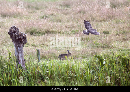 The Netherlands, 's-Graveland, Common Buzzard (Buteo buteo) chasing hare. Stock Photo
