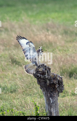 The Netherlands, 's-Graveland, Common Buzzard (Buteo buteo). Stock Photo