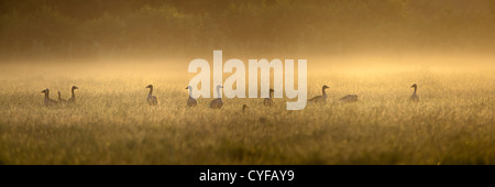 Rural estate called Spanderswoud. Greylag Geese (also spelled Graylag in the United States), Anser anser, landing. Stock Photo