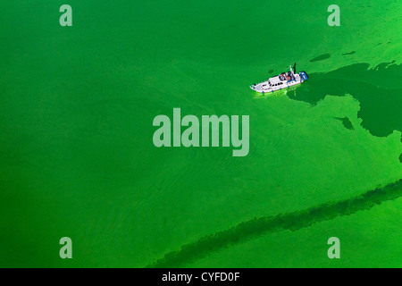 The Netherlands, Maastricht, Cyanobacteria or blue-green algae colour the water green in this lake, Yacht. Aerial. Stock Photo