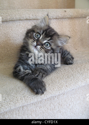 Very cute long haired tabby kitten Stock Photo