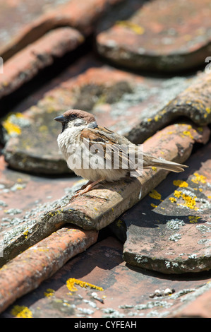 Tree Sparrow (Passer montanus, adult, summer Stock Photo