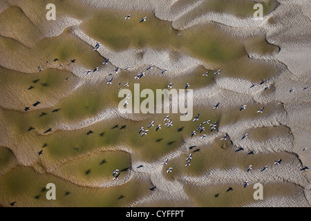 The Netherlands, Nieuw Namen, Westerschelde river. Tidal sandbank. Greylag geese flying. Aerial. Stock Photo