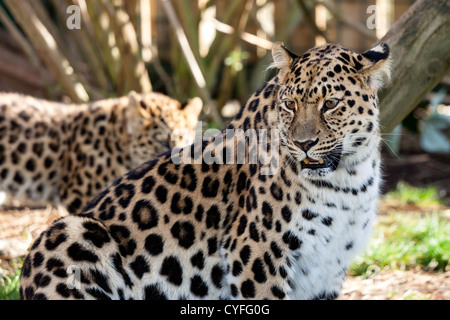 Mother Amur Leopard Protecting Cub in the Background Panthera Pardus Orientalis Stock Photo