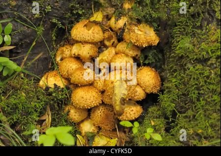 Shaggy Scalycap, Pholiota squarrosa Stock Photo