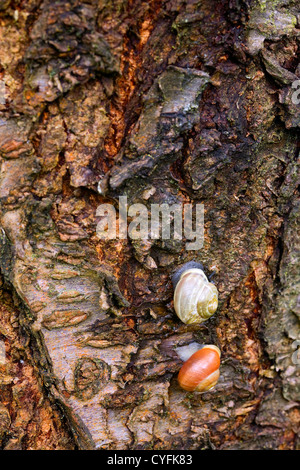 Close up of two snails on a cherry tree trunk Stock Photo