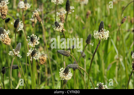 Ribwort Plantain, Plantago lanceolata Stock Photo