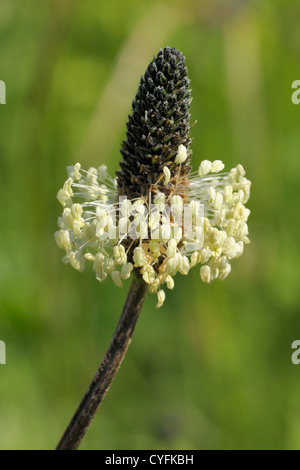 Ribwort Plantain flowers, Plantago lanceolata Stock Photo